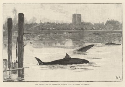 The Grampus in the Thames on Tuesday Last, Sketched off Chelsea by Davidson Knowles